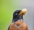 American Robin Bird with Mulberry in its Beak Royalty Free Stock Photo