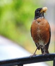 American Robin Bird with Mulberry in its Beak Royalty Free Stock Photo