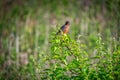 American Robin bird perched on a bush in the sunshine with a grub in its mouth Royalty Free Stock Photo