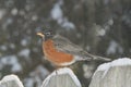 An American robin bird perched on a fence with a winter background Royalty Free Stock Photo
