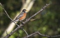 American Robin bird perched on a tree in Georgia Royalty Free Stock Photo