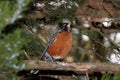 American Robin Perched on Juniper Tree Branch Head Up Royalty Free Stock Photo