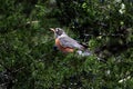 American Robin Perched on Juniper Tree Branch Profile Royalty Free Stock Photo