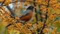 American robin bird perching on a cut-leaf crabapple tree branch with blur background
