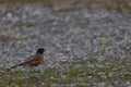 American robin bird stands on a path of small stones covered in lush, green moss. Royalty Free Stock Photo