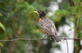 American Robin bird at Exner Marsh Nature Preserve Illinois