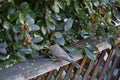 American Robin  with Blue Berry in beak Royalty Free Stock Photo