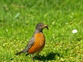 American Robin Catching Earthworms