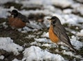 american robin catching and eating a worm on a snow covered park during snowy day in prospect park brooklyn, nyc Royalty Free Stock Photo