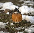 american robin catching and eating a worm on a snow covered park during snowy day in prospect park brooklyn, nyc Royalty Free Stock Photo