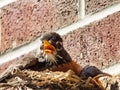 American Robin And Chick Nesting In The Springtime Sun Royalty Free Stock Photo