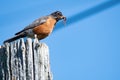 An American robin collecting the food for its chicks. Royalty Free Stock Photo