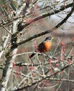 American robin in dry withered branches
