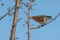 American Robin eating berries from a crabapple tree in the spring