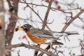 American Robin eating berries from a crabapple tree in the spring