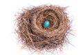 American Robin Egg isolated Nest