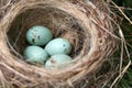 American Robin Eggs Royalty Free Stock Photo