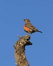 American Robin at the end of a tree branch with a berry in its beak Royalty Free Stock Photo