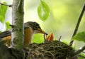 American Robin Feeding Baby Bird Royalty Free Stock Photo