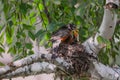 American robin feeding her baby birds in their nest Royalty Free Stock Photo