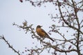 American Robin feeding on tree branch