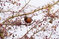 American Robin feeding on tree branch