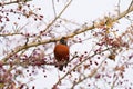 American Robin feeding on tree branch