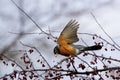 American Robin  811033 Royalty Free Stock Photo