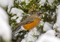 American Robin Feeding in Winter Junipers Royalty Free Stock Photo