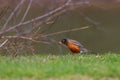 American Robin feeding on a worm Royalty Free Stock Photo