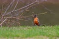 American Robin feeding on a worm Royalty Free Stock Photo