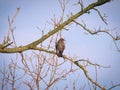 American Robin fledgling bird perched on a bare tree branch Royalty Free Stock Photo