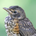 American Robin fledgling closeup Royalty Free Stock Photo