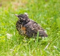 American robin fledgling in green grass Royalty Free Stock Photo