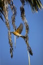 American Robin flies among hanging berries