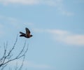 American Robin in flight Royalty Free Stock Photo