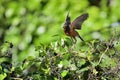 American Robin flying with Blue Berry in beak Royalty Free Stock Photo