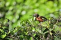 American Robin flying with Blue Berry in beak Royalty Free Stock Photo