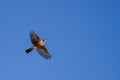 American Robin Flying in a Blue Sky Royalty Free Stock Photo