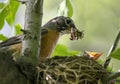 American Robin Food Delivery Royalty Free Stock Photo