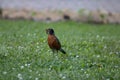 American robin with a freshly caught worm. Royalty Free Stock Photo