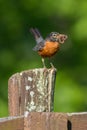 American Robin