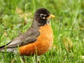 American Robin in Grass