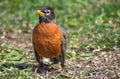 American Robin On Ground