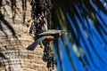 American Robin on hanging berries of Fan Palm in Tucson Royalty Free Stock Photo