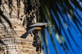 American Robin on hanging berries of Fan Palm in Tucson