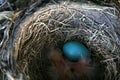 American Robin Hatchlings