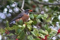 American robin with holly berry in beak