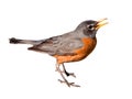 American Robin Isolated on White Background Royalty Free Stock Photo