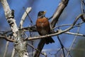 American Robin in James Farm Ecological Preserve